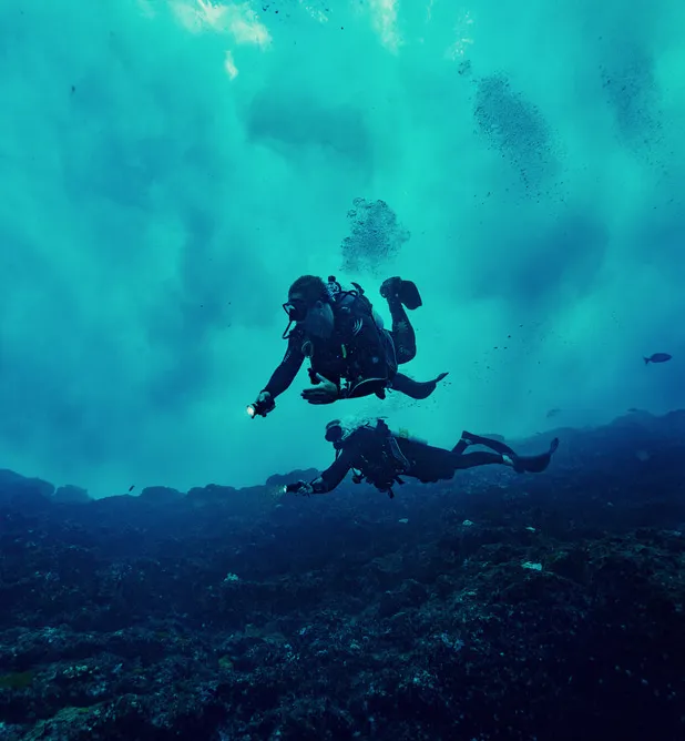 “L’ÎLE LORD HOWE REGORGE D’UNE FAUNE  TRÈS DIVERSE”